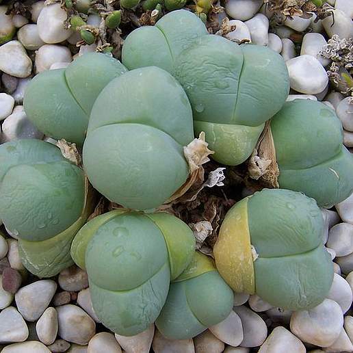 Gibbaeum heathii