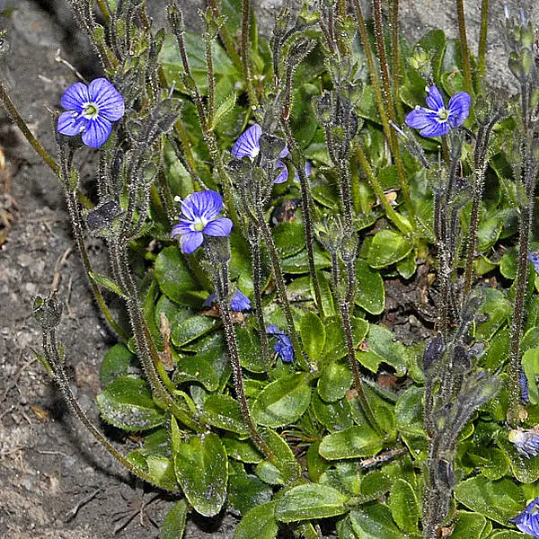 Veronica Aphylla Nudicaulis
