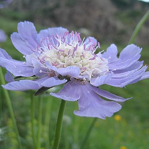 Pincushion Flower