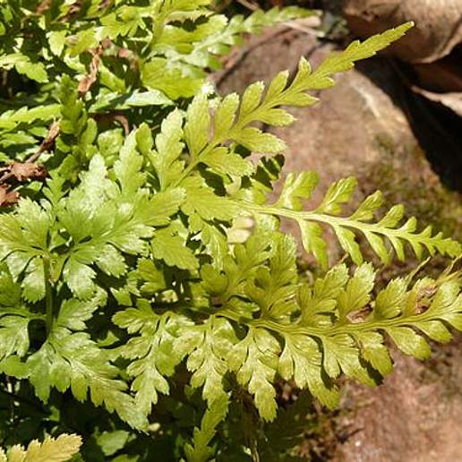 Black Spleenwort