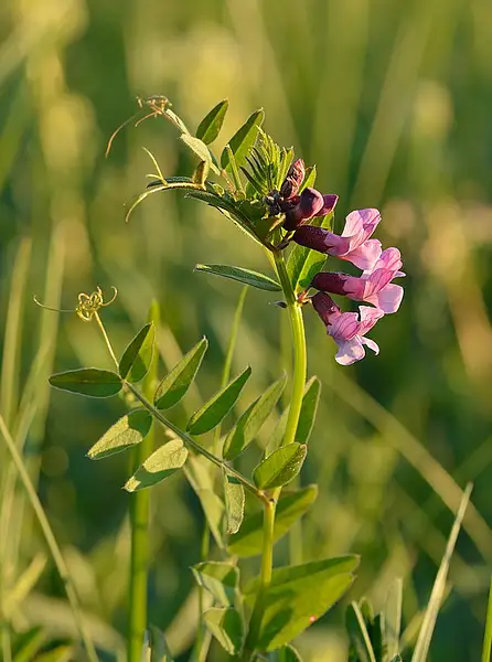 Tufted Vetch