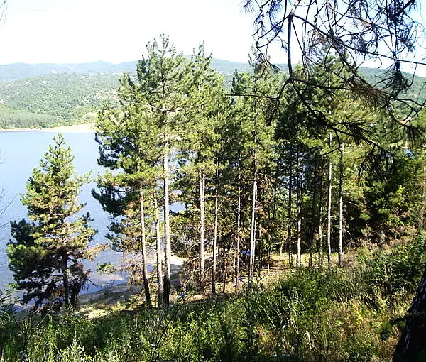 Austrian Pine