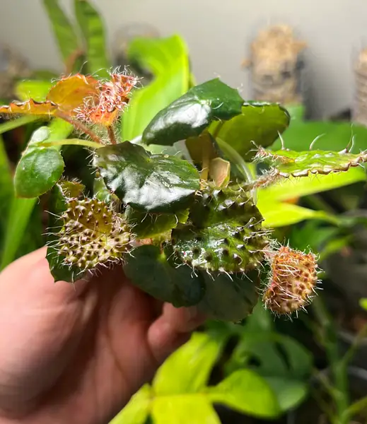 Begonia