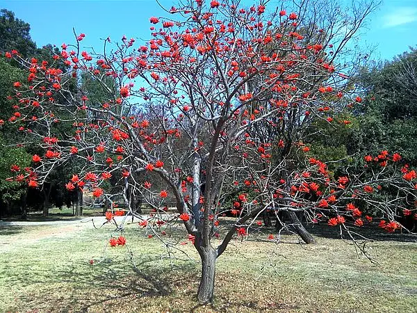 Lucky Bean Tree