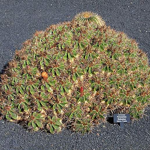Ferocactus robustus