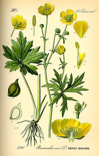 Giant Buttercup