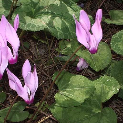 Cyclamen