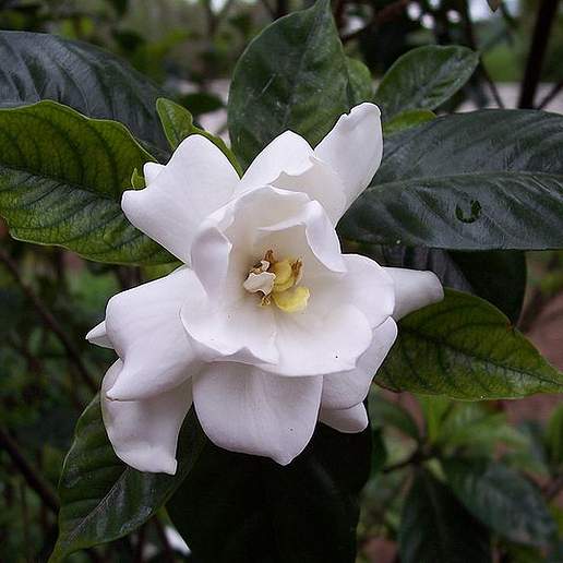 Gardenia