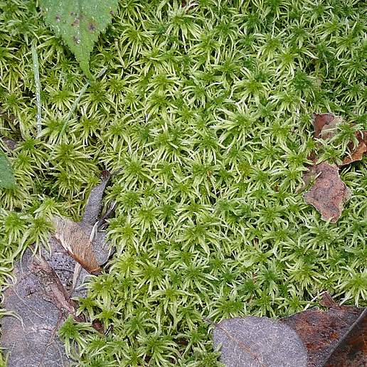 Common Green Peat Moss