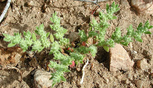 Gray Herniaria