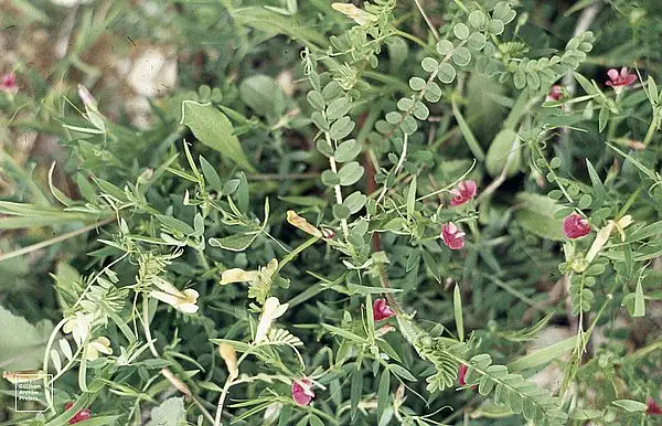 Inconspicuous Pea
