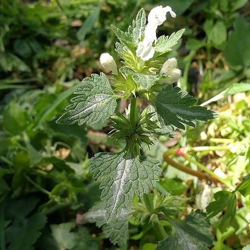 Lamium bifidum