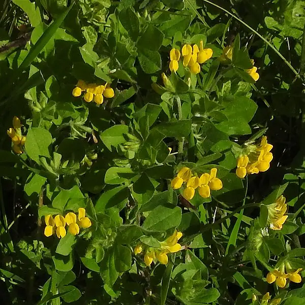 Southern Bird's Foot Trefoil