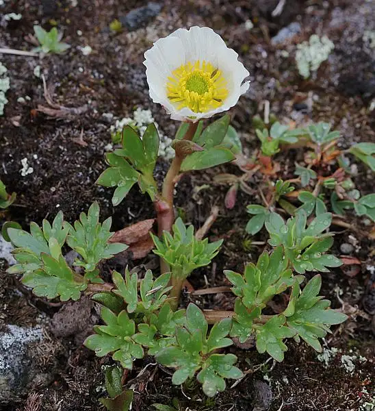 Glacier Buttercup