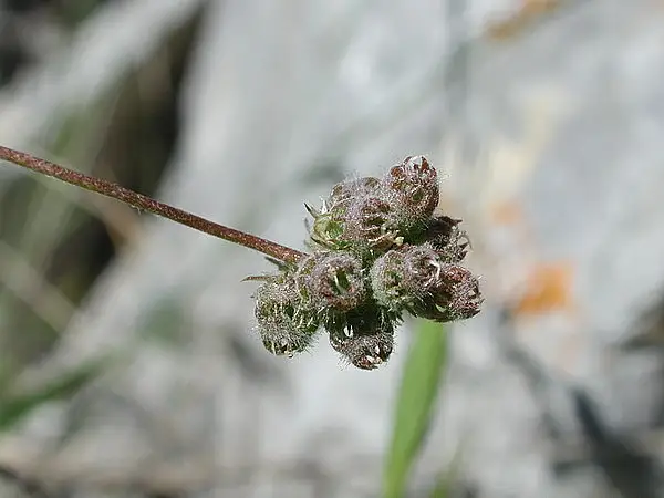 Medicago coronata