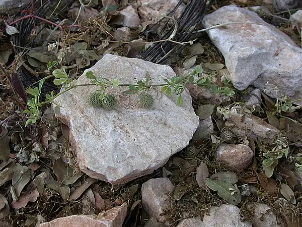 Medicago ciliaris