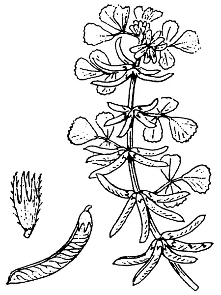 Hairy Medick