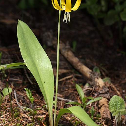 Yellow Avalanche Lily