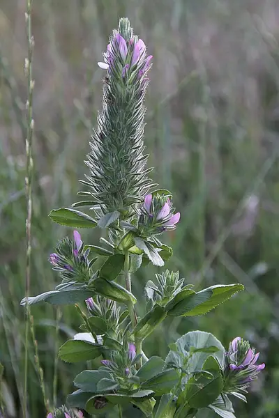 Foxtail Restharrow