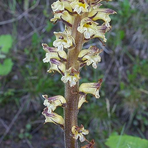 Thistle Broomrape