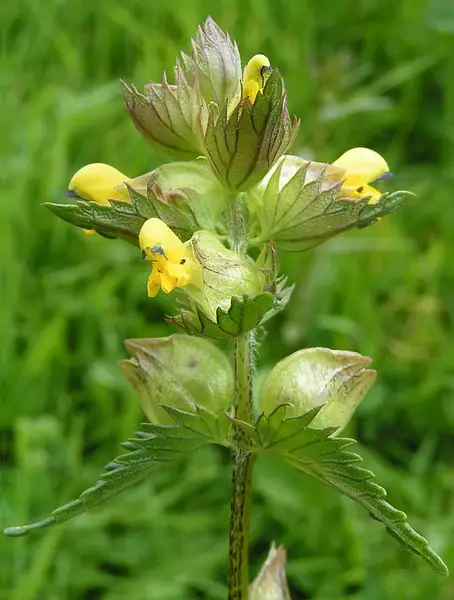 Rattleweed