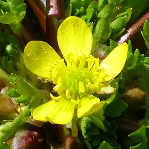 Three Lobe Buttercup