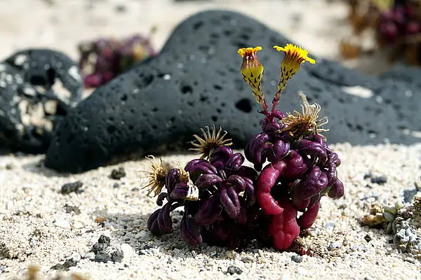 Coastal Ragwort