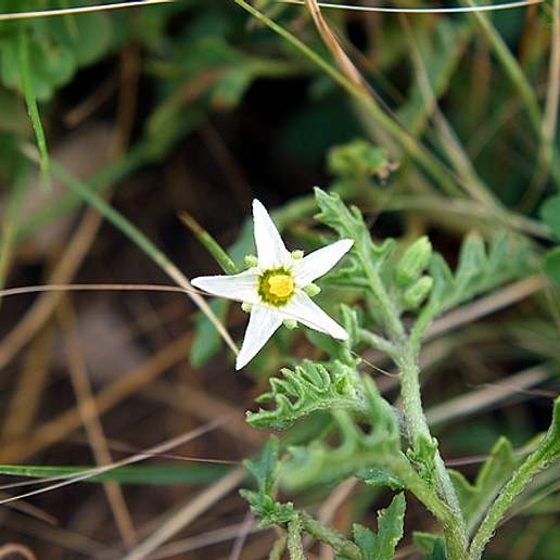 Leafy Fruited Nightshade