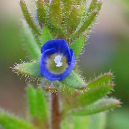 Dillenius' Speedwell