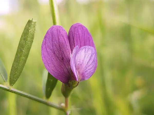 Broad Pod Vetch
