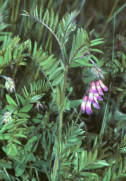 Wood Bitter Vetch