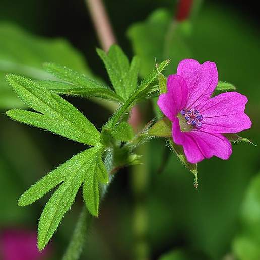 Crane's Bill, Geranium