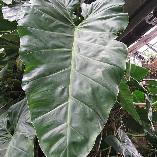Philodendron maximum