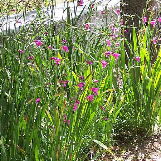 Common Gladiolus