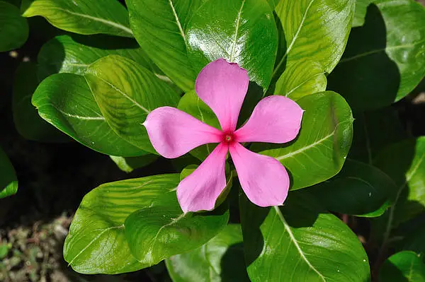 Periwinkle