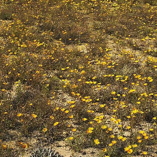 Glandular Cape Marigold
