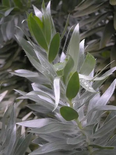 Leucadendron