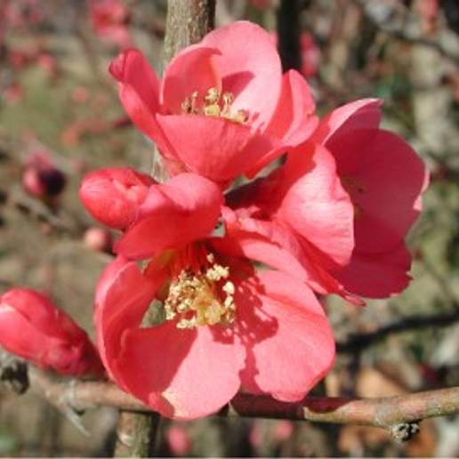 Flowering Quince