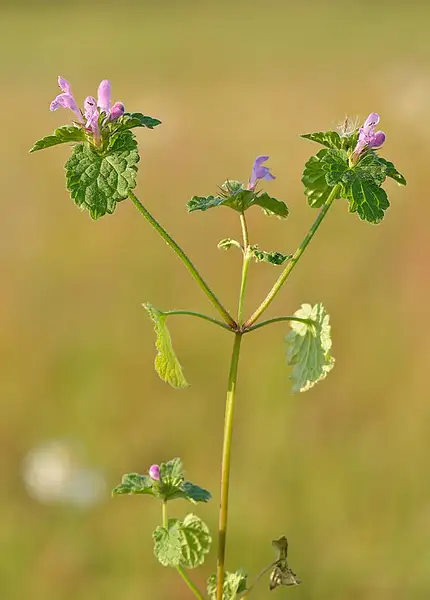 Dead Nettle