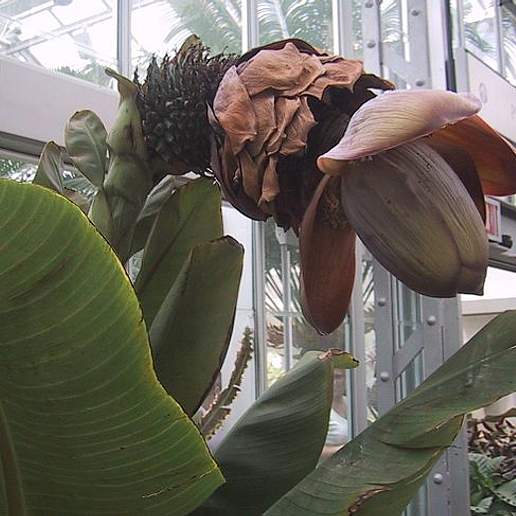 Ensete