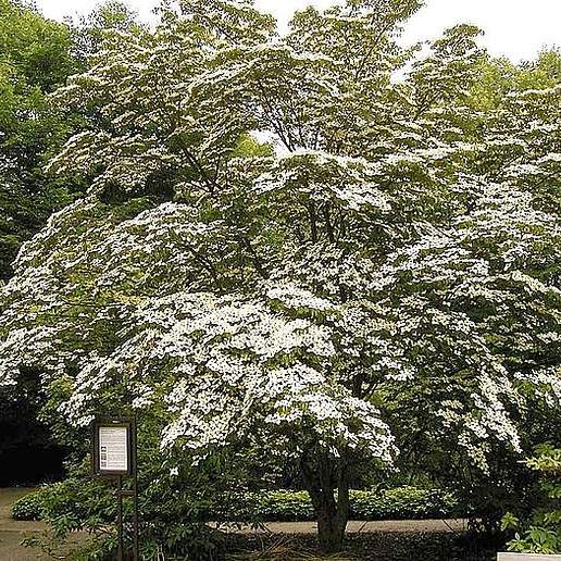 Dogwood