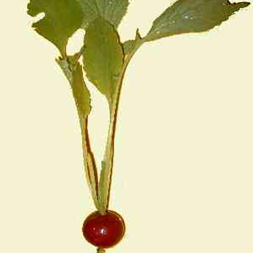 Radish