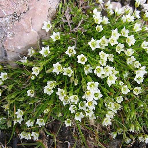 Sandwort