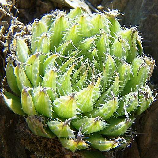 Haworthia mucronata