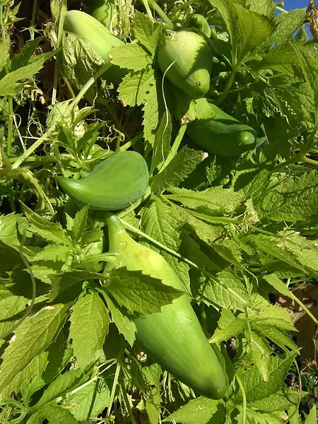 Stuffing Cucumber