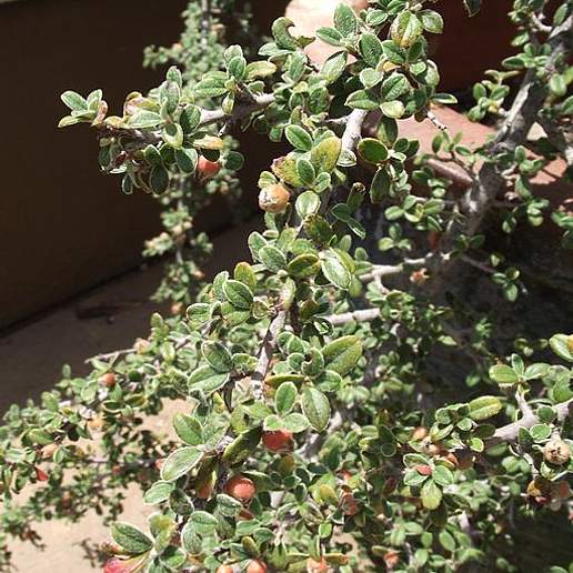 Glaucous Cotoneaster