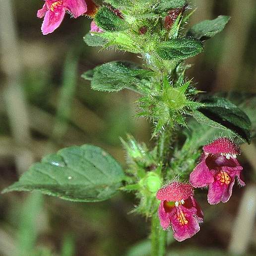 Downy Hemp Nettle