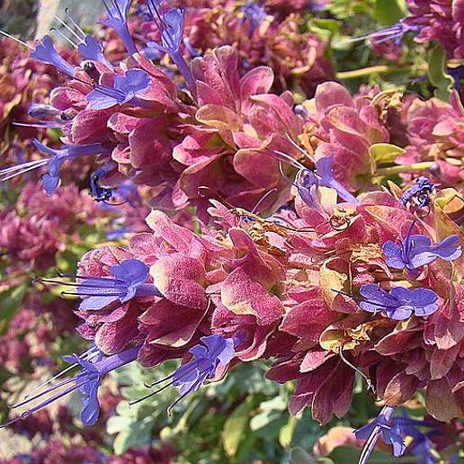 Mountain Desert Sage