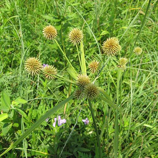 Teasel Sedge
