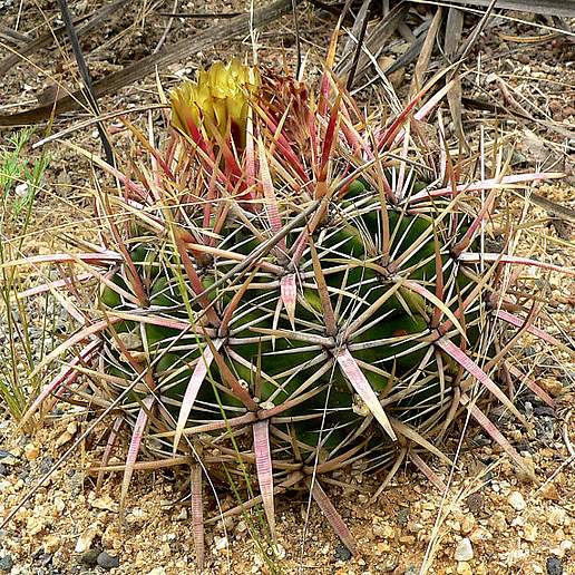 Coast Barrel Cactus